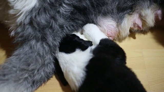 小狗吸妈妈的奶视频素材