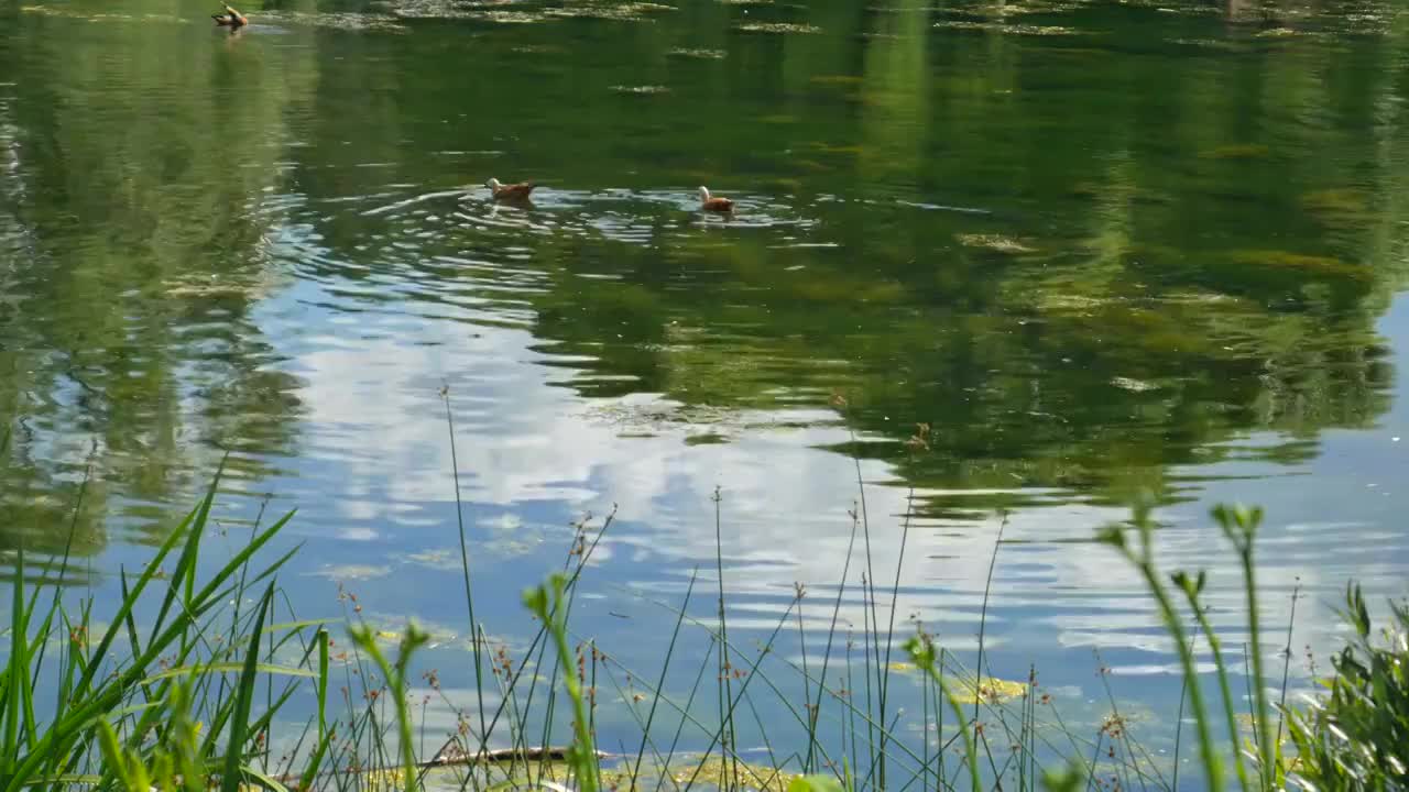 鸭子漂浮在池塘里。视频下载