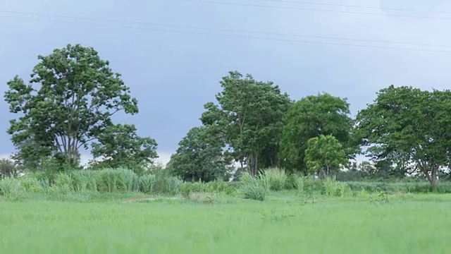 亚洲的孩子女孩和父亲与风筝跑和快乐的草地在夏季的自然视频素材