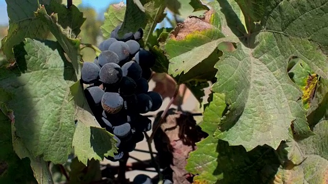 产自加州纳帕的酿酒葡萄视频下载
