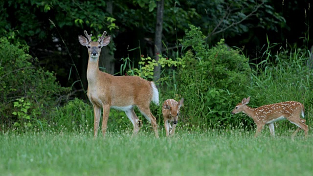 白尾鹿，小鹿和母鹿视频下载