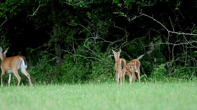 白尾鹿，小鹿和母鹿视频素材