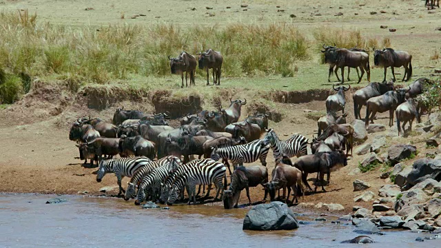 非洲肯尼亚马赛马拉河上的波切尔斑马和蓝角马视频下载