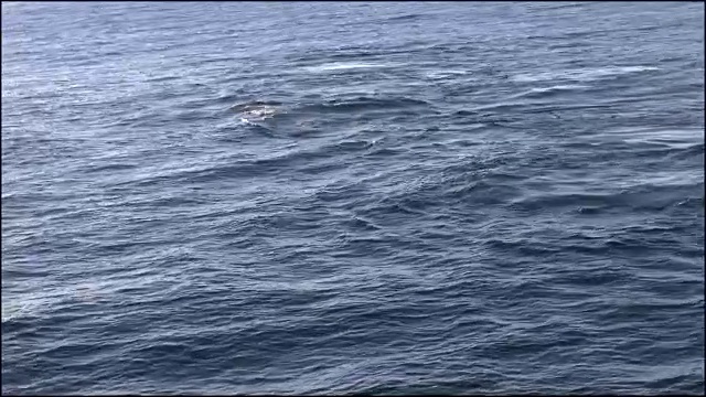 在附近游动的新西兰鲸被放大视频素材