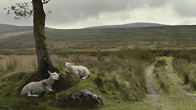 动物Cinemagraphs -绵羊咀嚼爱尔兰威克洛山视频下载