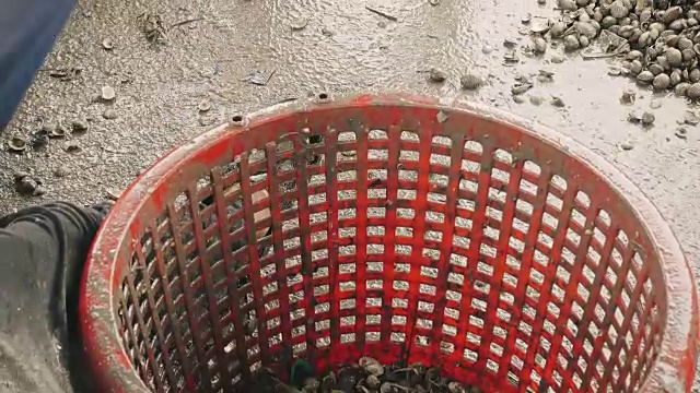 渔民在篮子里处理海蛤视频下载