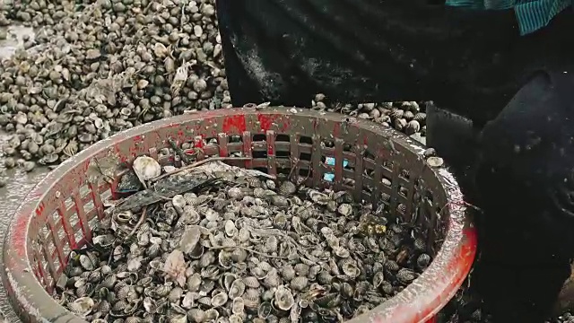 渔民在篮子里处理海蛤视频下载