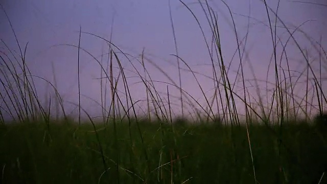 草叶随风摆动视频素材