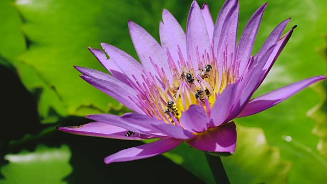 紫睡莲上的蜜蜂视频素材
