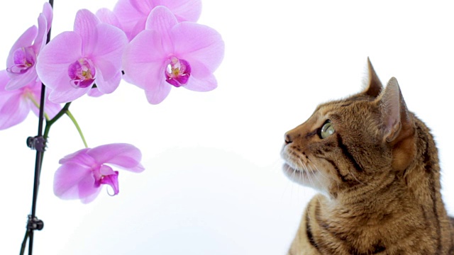 动物Cinemagraph(在运动的照片)的猫与一朵花视频素材