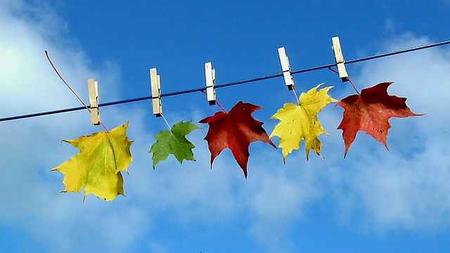 加拿大新斯科舍省布雷顿角岛，五片秋天的枫叶挂在晾衣绳上，映衬着蓝天视频下载