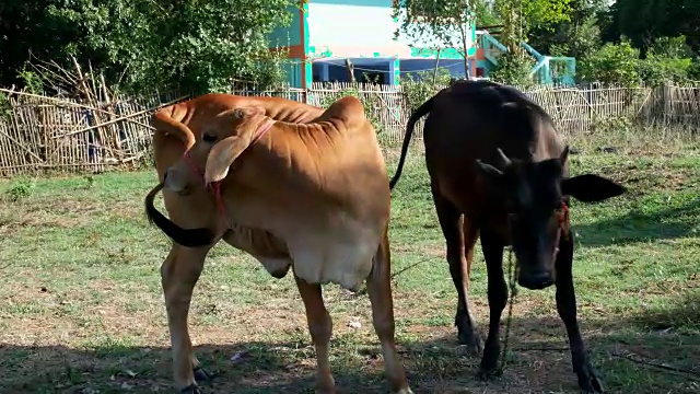 奶牛站在地里吃草视频素材