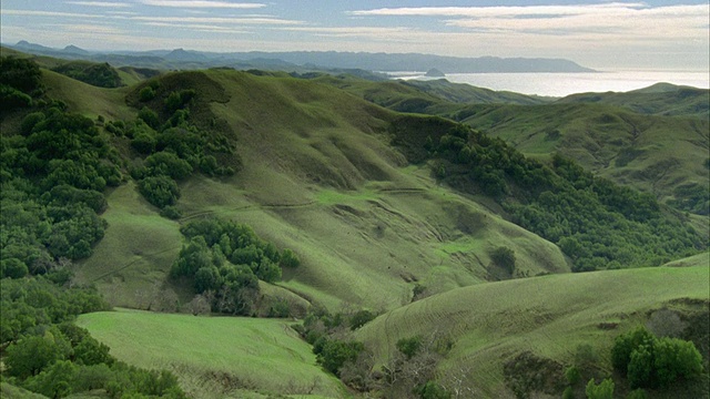 动物们在绿色起伏的山丘上吃草/莫罗湾，加利福尼亚视频下载