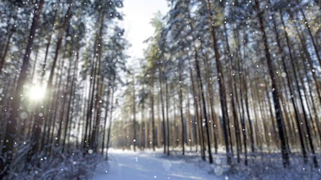 冬天早晨森林的雪(可循环)视频素材