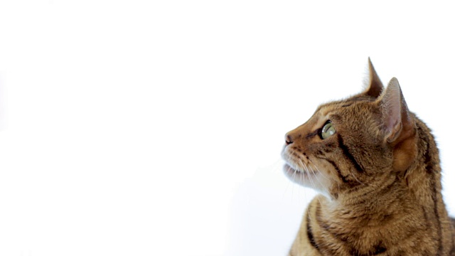 动物Cinemagraph(照片在运动)的猫视频素材