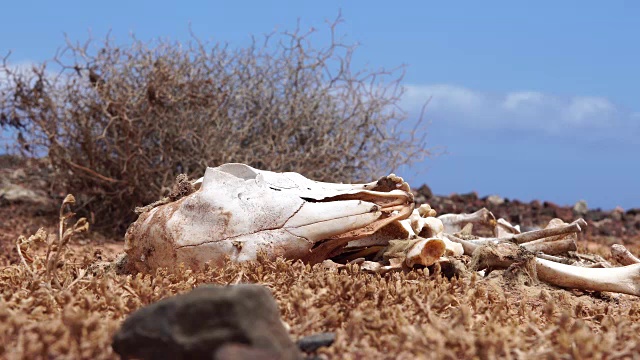 山羊骨骼-Fuerteventura视频下载