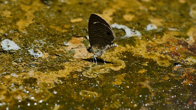 蝴蝶吸吮矿物，在地上撒尿。视频下载