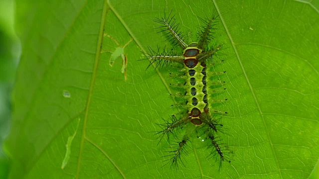 泰国森林里叶子上的毛虫。视频下载