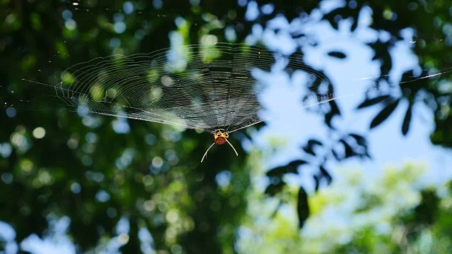 泰国森林里蜘蛛网上的蜘蛛。视频下载