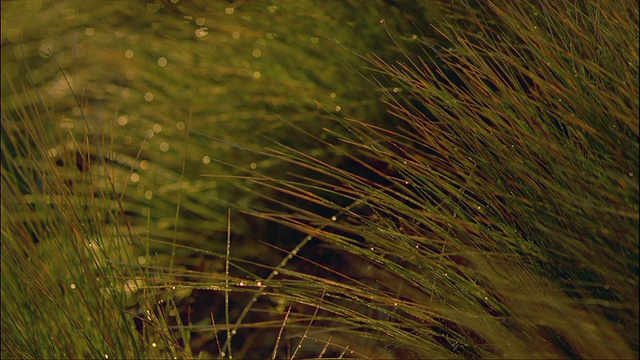 潮湿的草丛，峡湾国家公园，南岛，新西兰视频素材