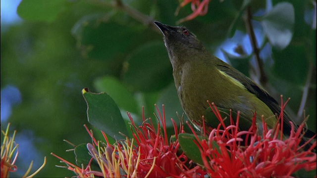 在新西兰南岛峡湾国家公园觅食的铃鸟(科瑞玛科)视频素材