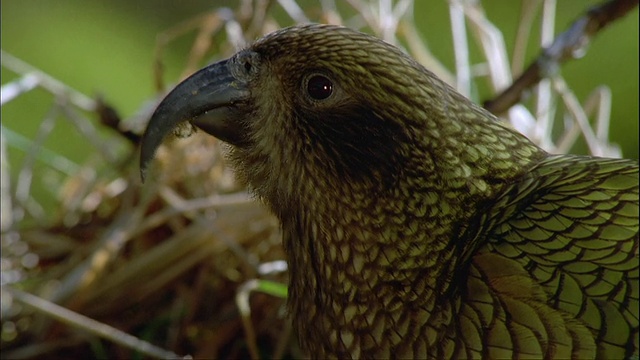 在新西兰南岛峡湾国家公园的草地上觅食的Kea视频下载