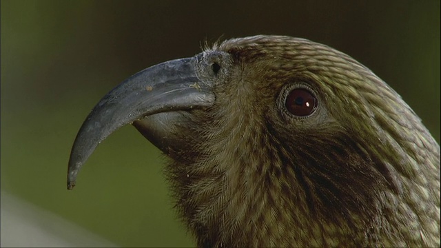 ECU, TU, TD, Kea (Nestor notabilis)，峡湾国家公园，南岛，新西兰视频素材