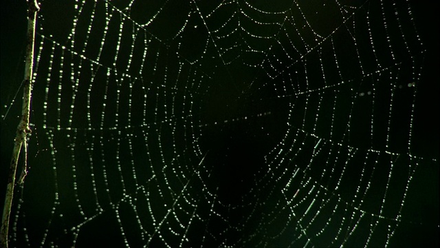 带露珠的蜘蛛网，峡湾国家公园，南岛，新西兰视频素材