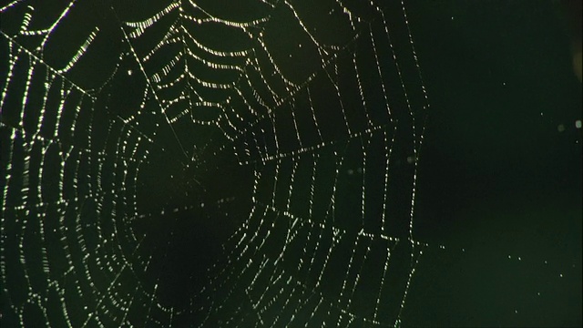 南岛峡湾国家公园，新西兰南岛，蜘蛛网与露珠视频素材