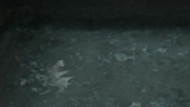 SLO MO CU叶子落入水中/美国加州视频素材