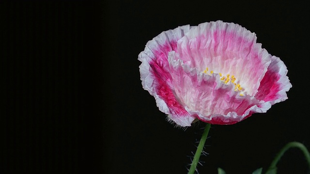 T/L, CU，粉红色罂粟花在黑色背景下张开视频素材