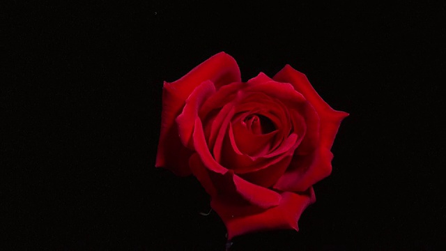 T/L, CU，红玫瑰在黑色背景下开花凋谢视频素材