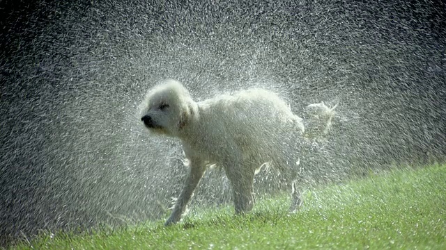 美国佛蒙特州多塞特，一只狗在草坪上甩水视频下载