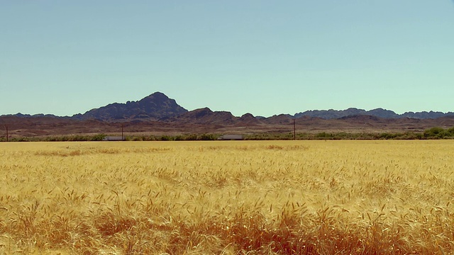 WS，麦田与山脉背景，Palo Verde，加州，美国视频素材