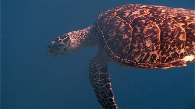 英国，英属维尔京群岛，彼得岛，珊瑚礁上的玳瑁海龟视频下载