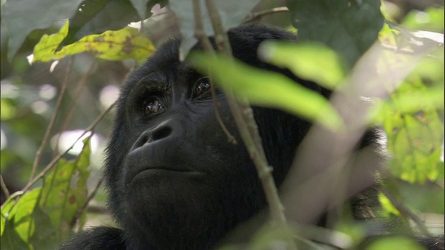 乌干达布温迪国家公园的山地大猩猩(白令盖大猩猩)视频素材