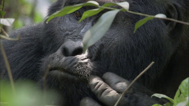 乌干达布温迪国家公园森林中的山地大猩猩视频素材