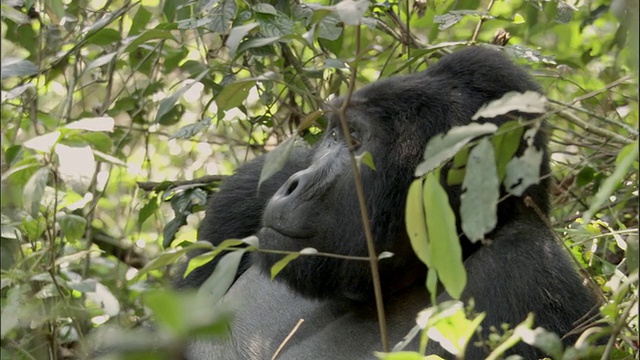 乌干达布温迪国家公园森林中的山地大猩猩视频素材