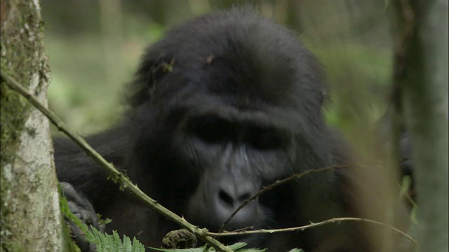 乌干达布温迪国家公园，山地大猩猩(白令盖大猩猩)在森林里觅食视频素材