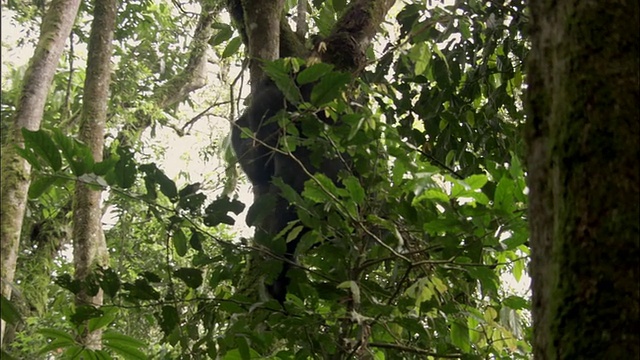 乌干达布温迪国家公园，山地大猩猩从树上爬下来视频素材