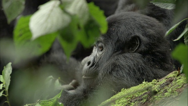 乌干达布温迪国家公园森林中的小山地大猩猩(白令盖大猩猩视频素材
