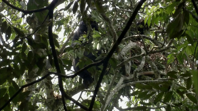MS, LA，山地大猩猩(白令盖大猩猩)树上，布温迪国家公园，乌干达视频素材