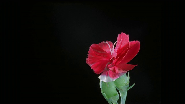 T/L, CU，红色康乃馨花蕾在黑色背景下开放视频素材