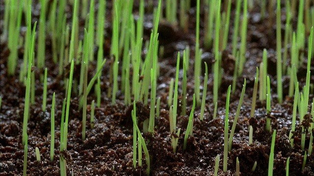 T/L, CU, SELECTIVE FOCUS，从土壤中生长的禾本科植物视频下载