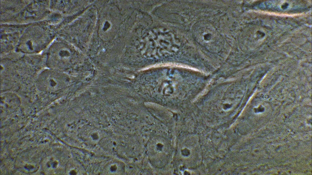 T/L, CU, Potoroo (Potorous)细胞有丝分裂视频素材