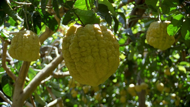 在意大利坎帕尼亚的阿马尔菲海岸，大的，凹凸不平的柠檬挂在树上视频下载