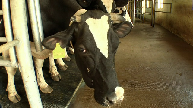 CU，美国伊利诺斯州朱利埃特挤奶圈内的奶牛视频下载