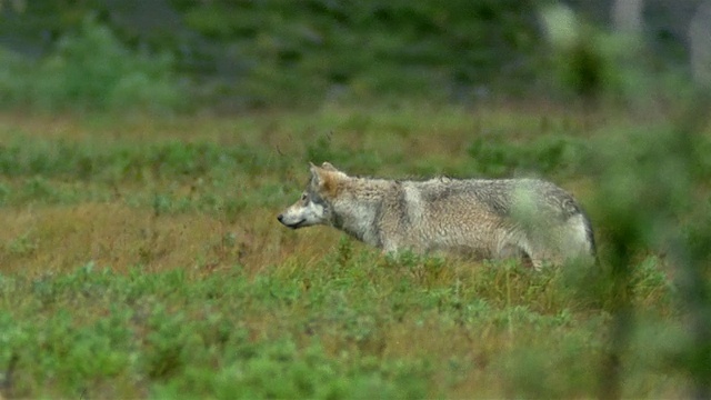 中镜头跟踪射击灰狼跟踪猎物通过植被/改变方向/德纳里国家公园/阿拉斯加视频下载