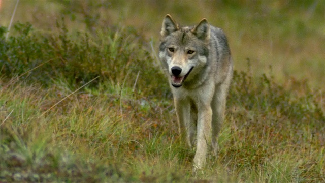 中镜头苔原草/倾斜灰狼走向CAM /德纳里国家公园/阿拉斯加视频下载