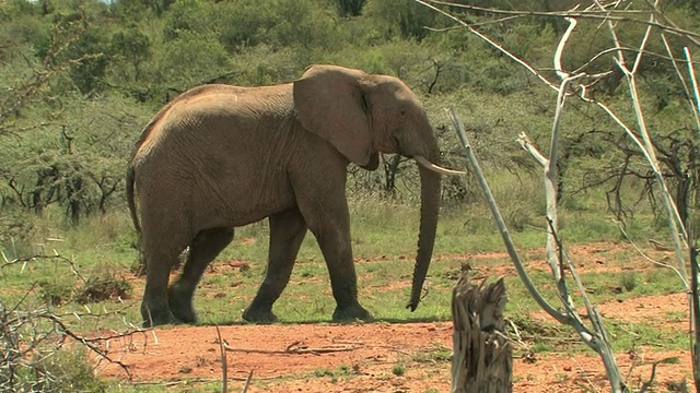 两只非洲象(Loxodonta africana)行走在肯尼亚莱基皮亚的热带草原上视频素材